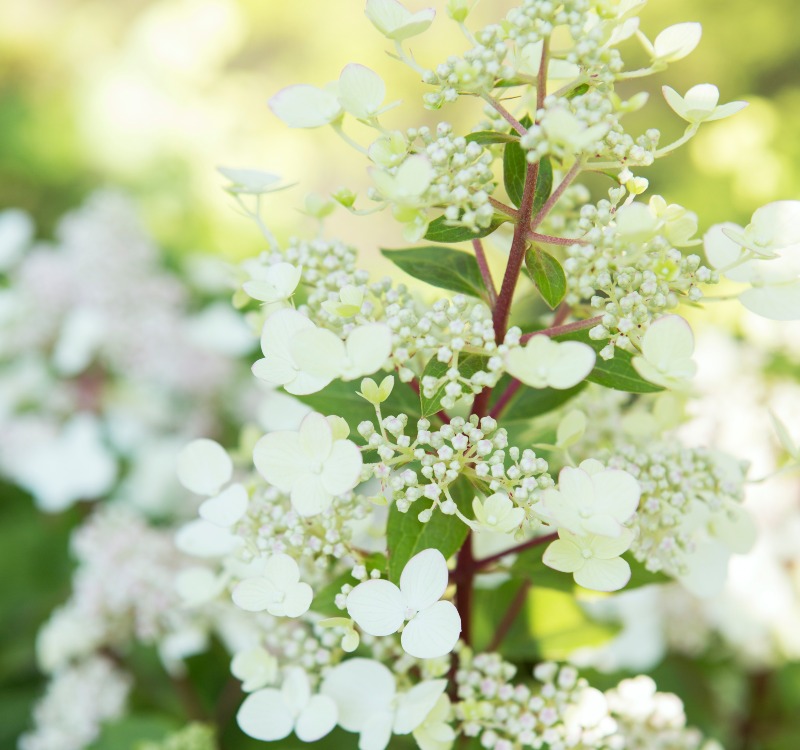 Pluimhortensia