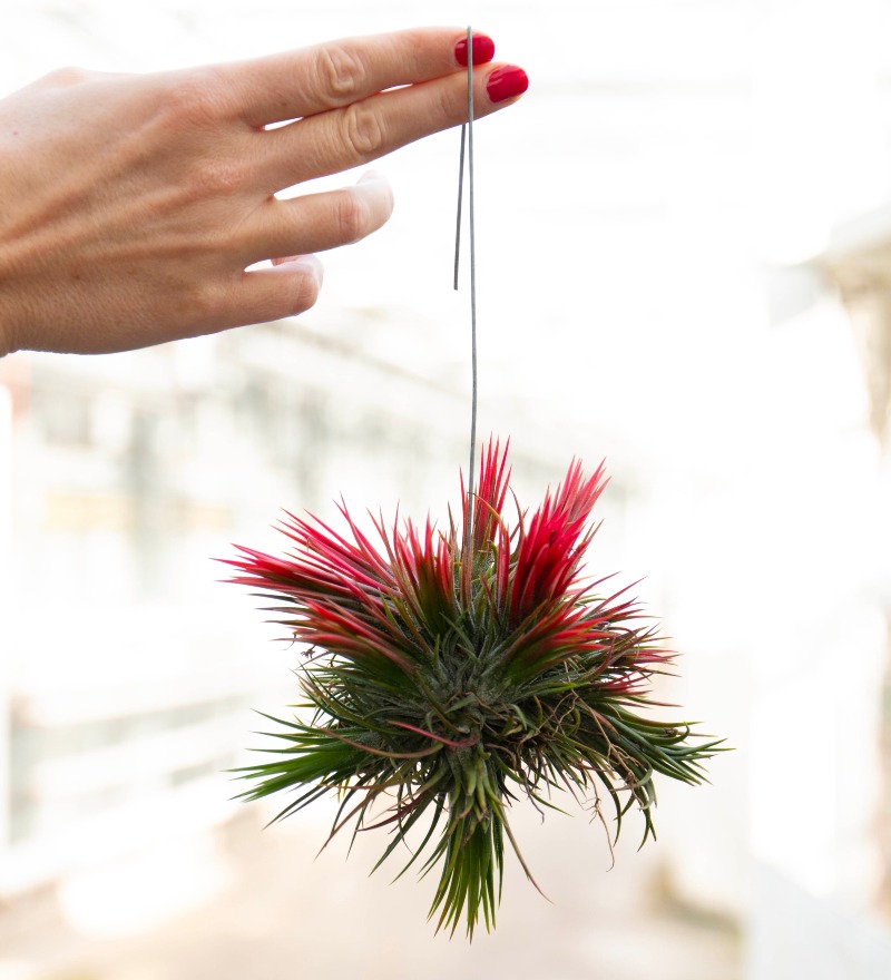 foto tillandsia