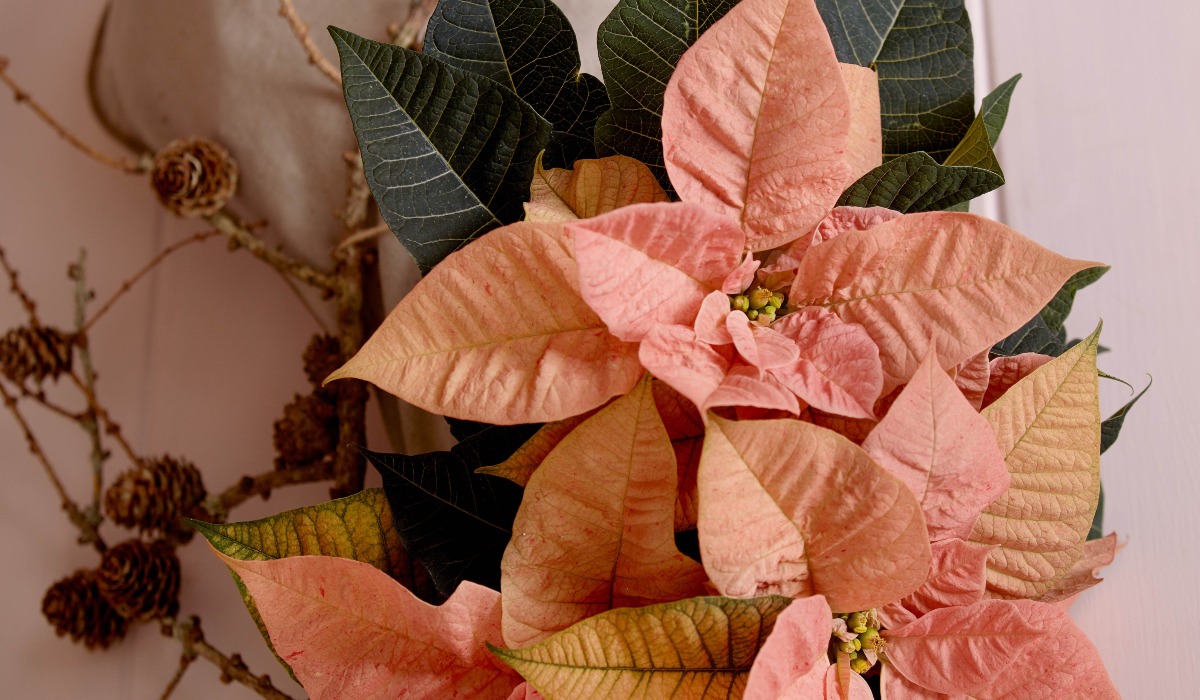 foto peach poinsettia