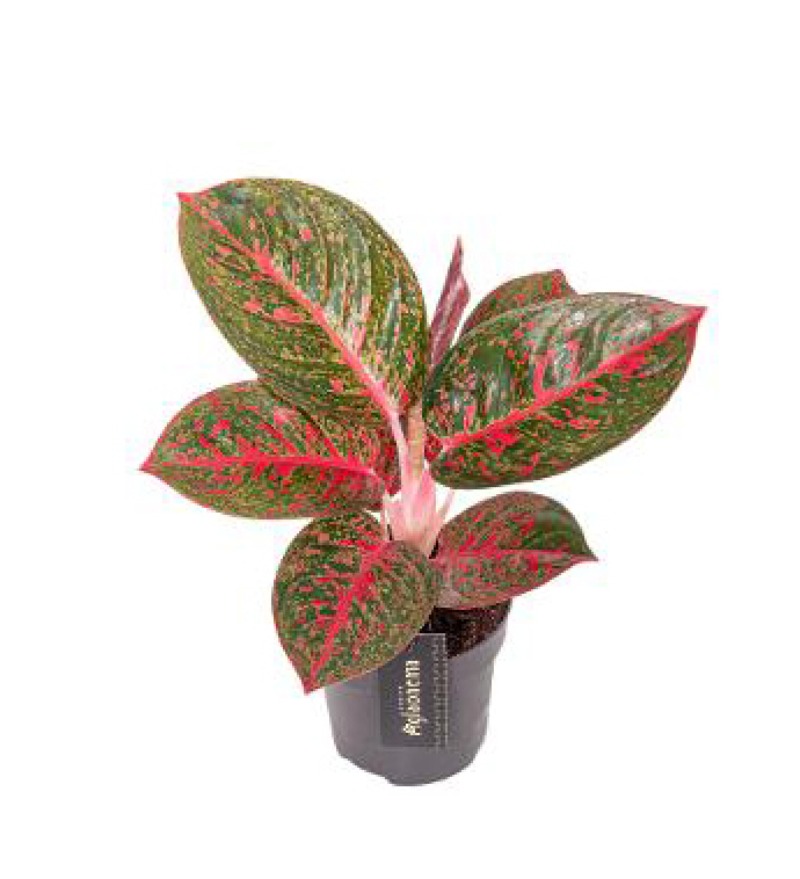 photo Aglaonema