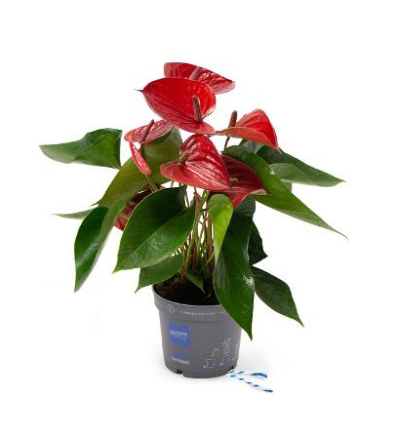 foto Anthurium Andraenum