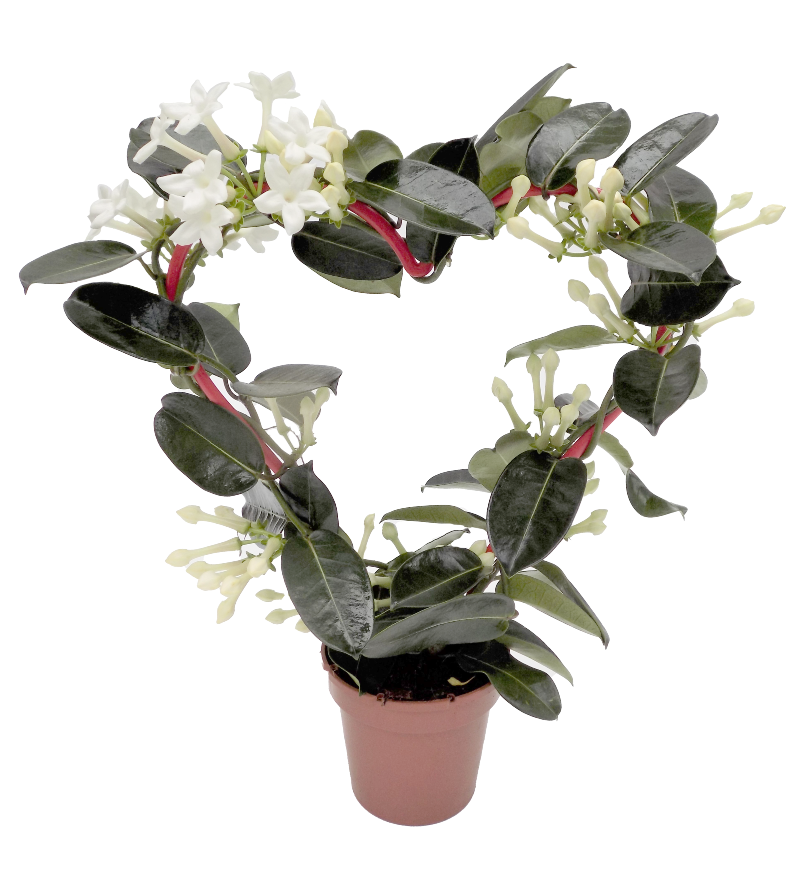 foto Stephanotis Floribunda